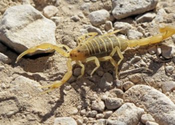 Saúde alerta para picadas de escorpião, mais comuns no verão